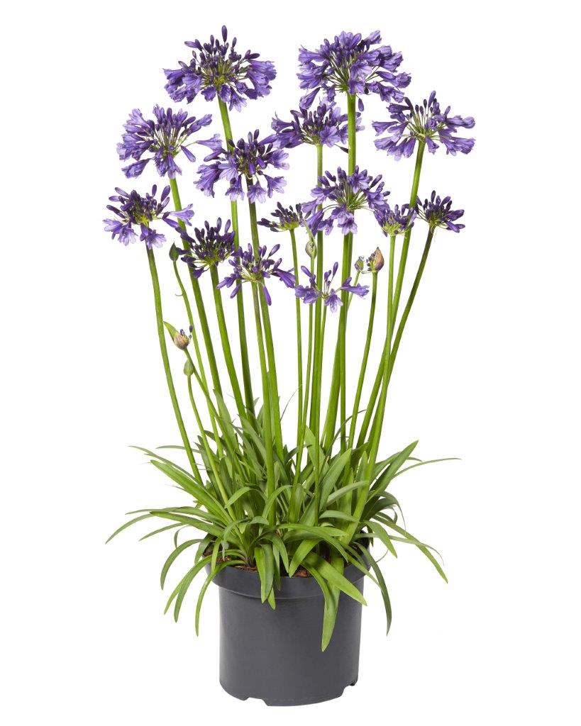 Agapant Poppin’ Purple
