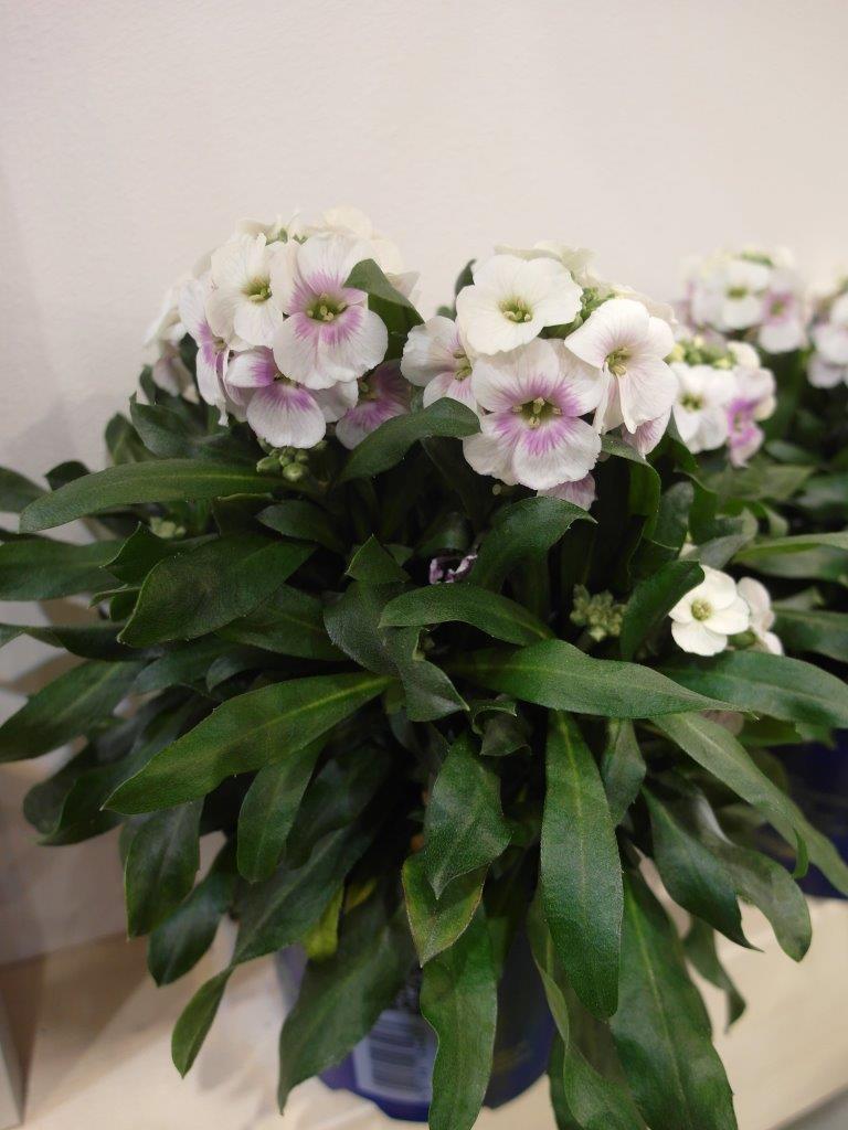Pszonak ‘Winter Charme’