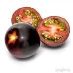 Pomidor Yoom™ firmy Syngenta wybrany najbardziej innowacyjnym produktem  na targach Fruit Logistica 2020