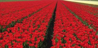 Wirus X tulipana – nowe fakty