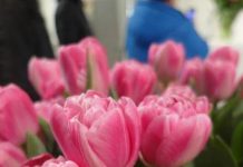 XII Wystawa Tulipanów odwołana
