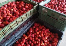 Owoce jagodowe dwa lub trzy razy droższe? – dyrektor TB Fruit twierdzi, że to możliwe