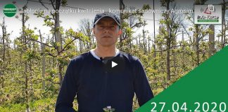 Komunikat sadowniczy – Robert Binkiewicz, Agrosimex 28.04.2020