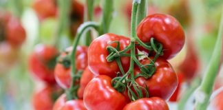 Pomidory na jesienne nasadzenia – propozycje od DE RUITER i SEMINIS