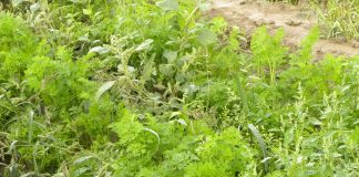 Herbicydy – uzupełnienie do „Programu Ochrony Roślin Warzywnych”