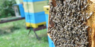 Bezpieczeństwo pszczół