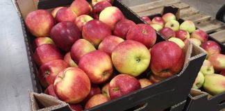 Eksport polskich jabłek do Indii