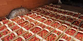 Poniedziałkowe ceny czereśni i truskawek w hurcie