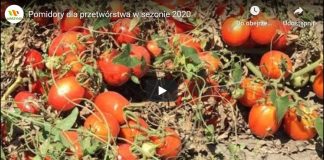 Pomidory dla przetwórstwa w sezonie 2020