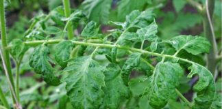 ToMMV – zagrożenie dla upraw pomidora, papryki i oberżyny w Polsce