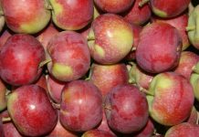 Ceny jabłek deserowych 2020: Delikates i Paulared