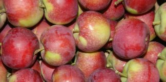 Ceny jabłek deserowych 2020: Delikates i Paulared