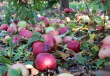 Ceny jabłek przemysłowych spadły dziś o kilka groszy – 31.08.2020