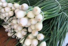 Odmiany cebuli ozimej – najwcześniejsze z cebul polecane na sezon 2020/2021