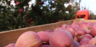 Są prognozy WAPA – zbiory jabłek 2020 w UE – Prognosfruit