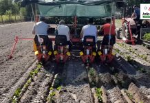 Zakładanie plantacji truskawek – komunikat jagodowy Agrosimex, 14.08.2020 r.