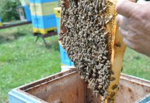 Wsparcie dla pszczelarzy i rolników po klęskach żywiołowych