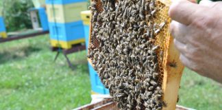 Uwaga pszczelarze!