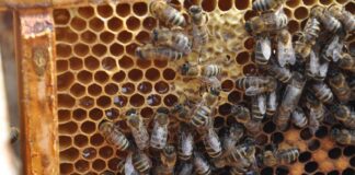 To nie był dobry rok dla europejskich pszczelarzy