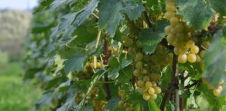 Zbiory winogron w UE