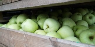 Jakość jabłek w obiektach przechowalniczych – spotkanie on-line z ekspertami!