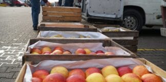 Bronisze 07.12.2020 – stała podaż jabłek, więcej gruszek
