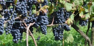 Uwaga producenci i przedsiębiorcy wyrabiający wino