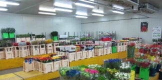 Niderlandy – nieuchronna konsolidacja kwiaciarstwa