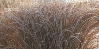 Trawy ozdobne – nie tylko w miastach [VIDEO]