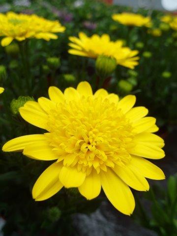 Osteospermum