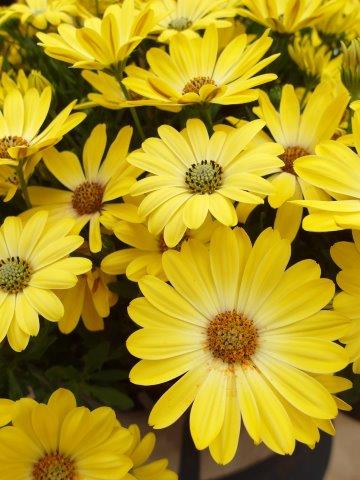 Osteospermum