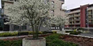 Rozważania o drzewach w przestrzeni miejskiej [VIDEO]