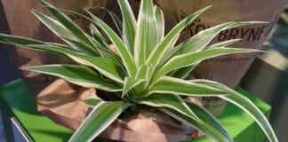 Rośliny doniczkowe – ważny temat webinarium 5.01.2021 [VIDEO]