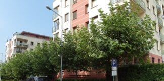 Zaproszenie na webinarium pt. Drzewa w miastach – moda czy rozsądek?