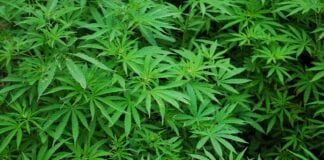 Co dalej z uprawą konopi siewnych i medycznych?