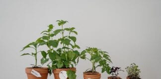 Pielęgnacja roślin doniczkowych – tanie i ekologiczne patenty