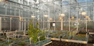 Nowoczesne systemy w służbie roślin – Arboretum Wirty