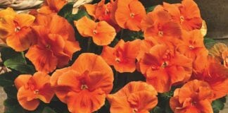 Bratki ogrodowe Delta® – niezawodne od 25 lat