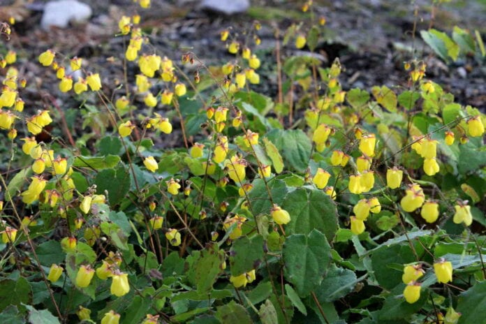 Epimedium_Sunny_and_Share