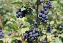 Nowa świdośliwa ‘Amela’ dostępna dla szkółkarzy i plantatorów
