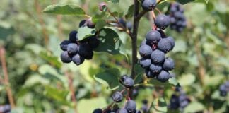 Nowa świdośliwa ‘Amela’ dostępna dla szkółkarzy i plantatorów