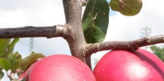Jabłka o czerwonym miąższu ‘Trinity’: idealne do przetwórstwa!