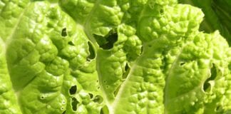 Ślimaki, zwane ampulariami – zagrożeniem zagrożeniem dla upraw w UE