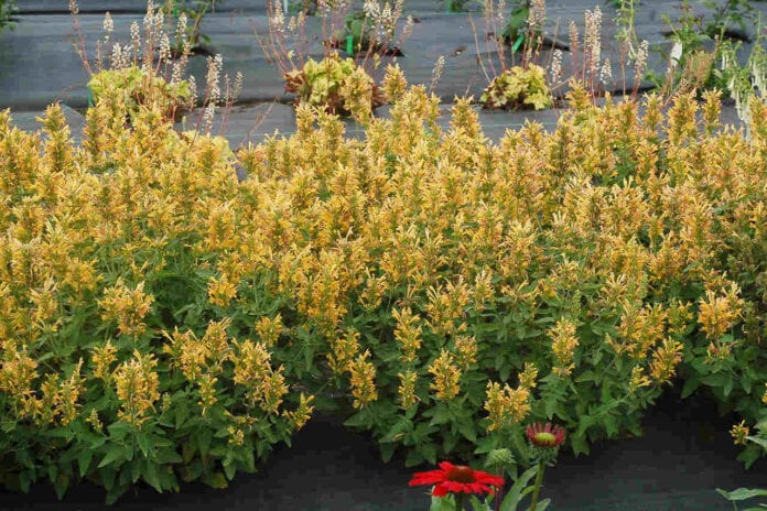 kłosowiec POQUITOTM Butter Yellow fot. mat. pras. TERRA NOVA® Nurseries, Inc.