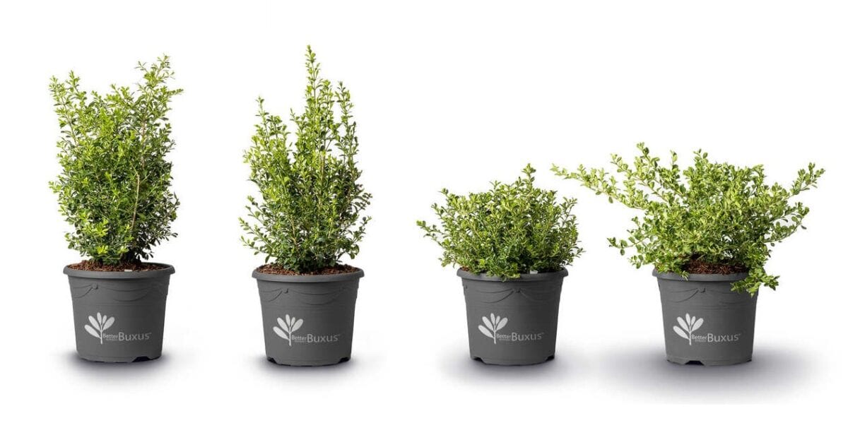 Bukszpany z grupy BetterBuxus® 