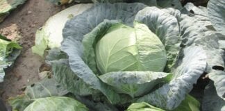 Najnowsze odmiany kapusty