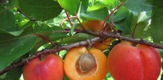 Morela o atrakcyjnych owocach do krajowych sadów