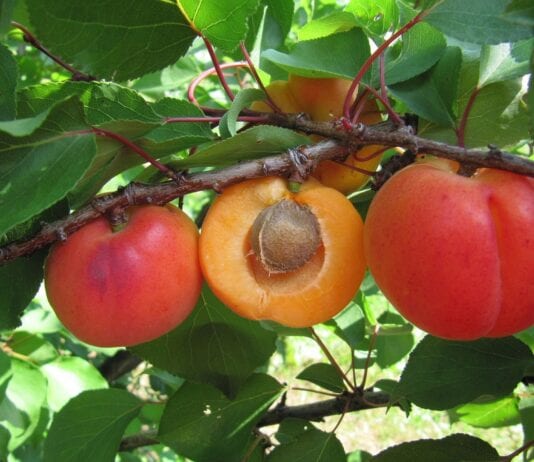 Morela o atrakcyjnych owocach do krajowych sadów