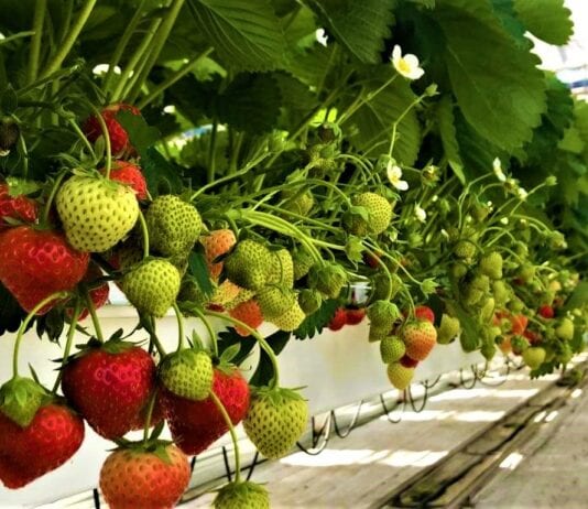 Sadzonki truskawek odmiany 'Elsanta’