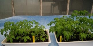 Mikroorganizmy ograniczające rozwój chorób odglebowych  w uprawie pomidora